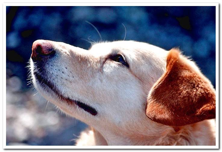 dog-with-mites-of-scabies