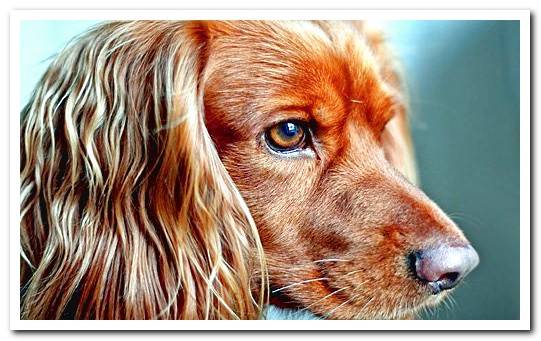 dog with shiny hair