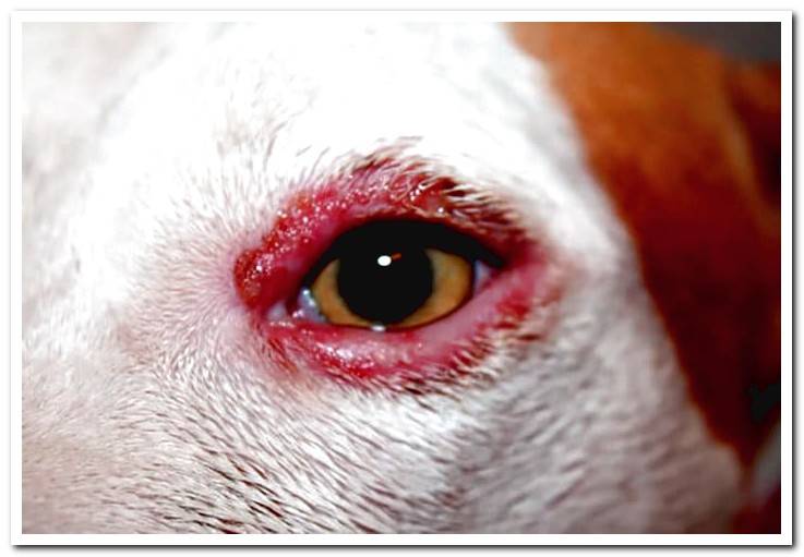 dog-with-signs-of-depigmentation-on-the-face