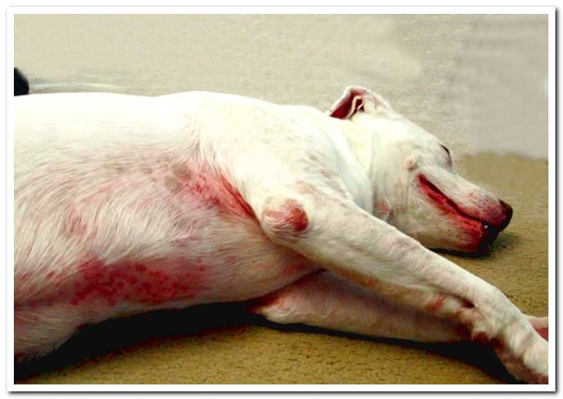 dog-with-skin-rash