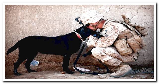 dog with soldier