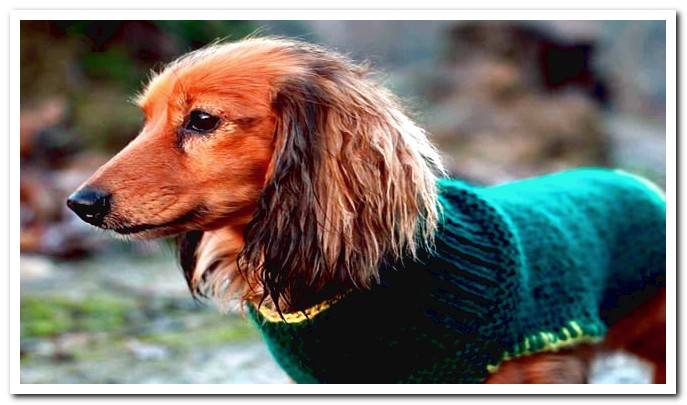 dog with sweater