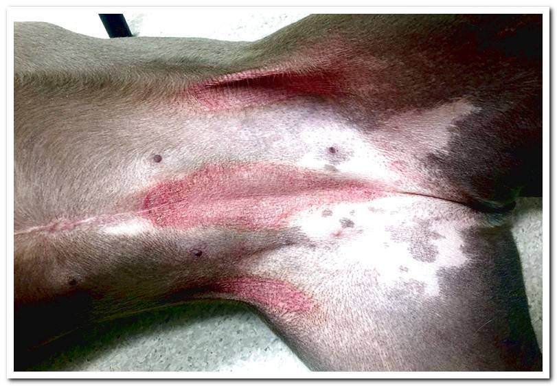 dog-with-symptoms-of-dermatitis