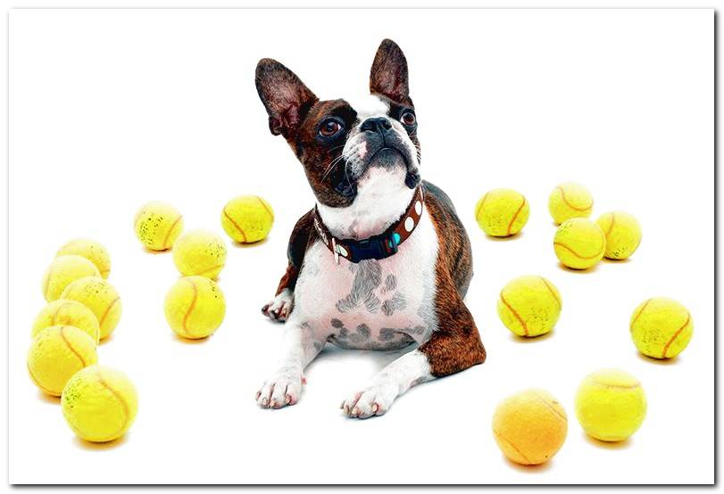 dog-with-tennis-balls