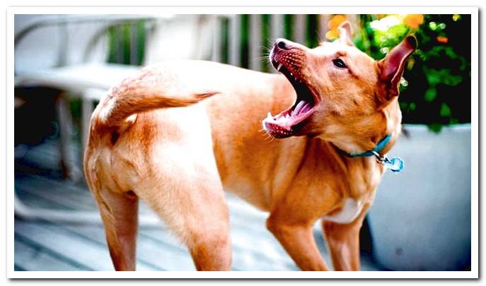dog with toc
