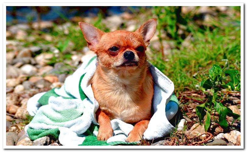 dog with towel