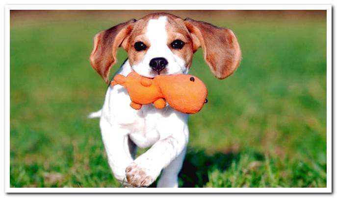 dog with toy