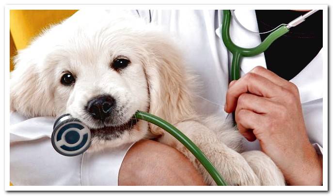 dog with vet