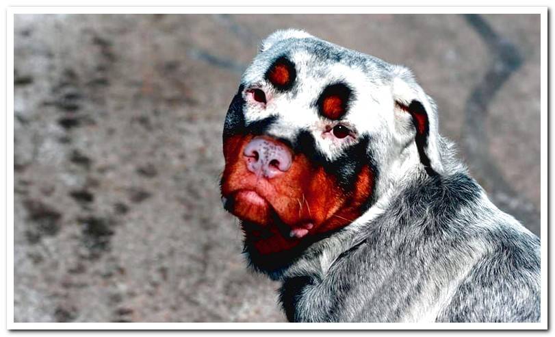 dog-with-vitiligo