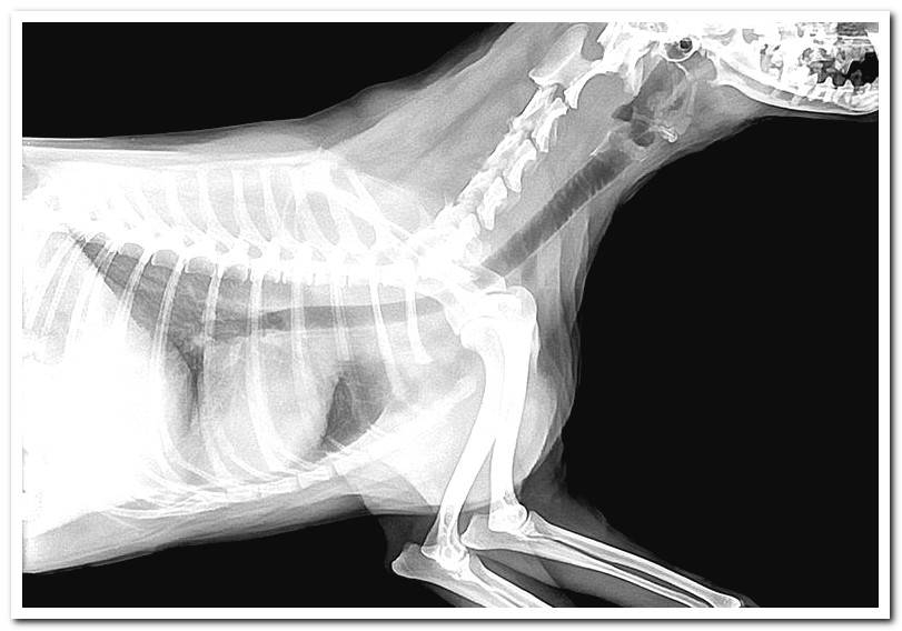 What is Cauda equina and how does it affect dogs?