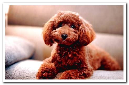 mini poodle