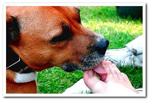 dog licking feet