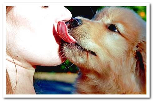 dog licking face