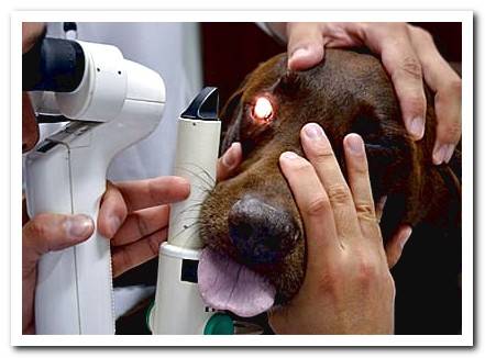 Conjunctivitis in dogs | Types and the best treatments