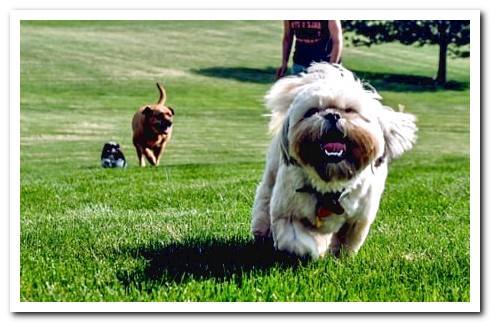 puppy in the park