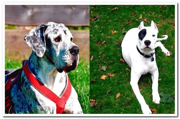 argentine-dogo-vs-gran-danes