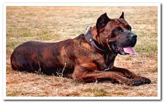 dogo canario