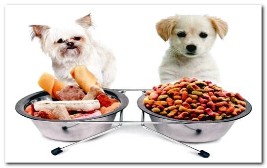 dogs and food