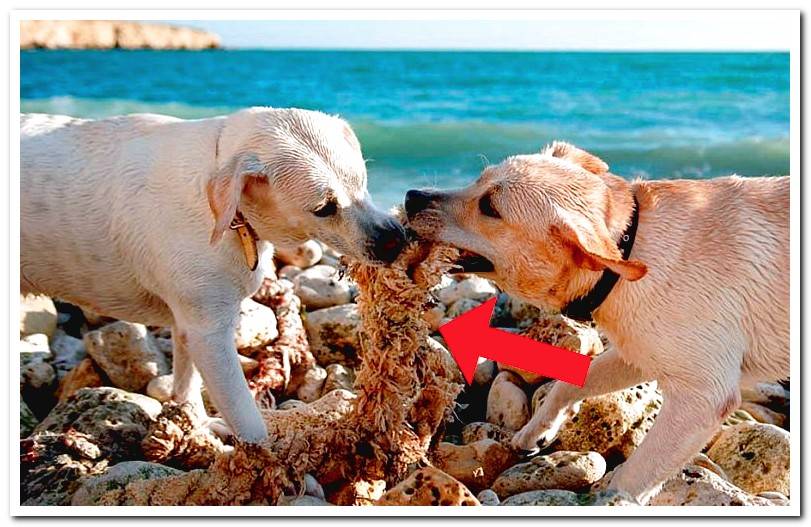 My dog ​​eats everything. Pica syndrome?