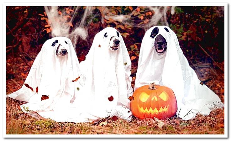 dogs-dressed-as-ghosts