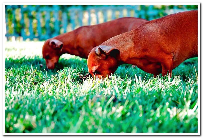 dogs-eating-grass