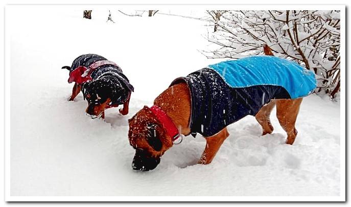 dogs eating snow