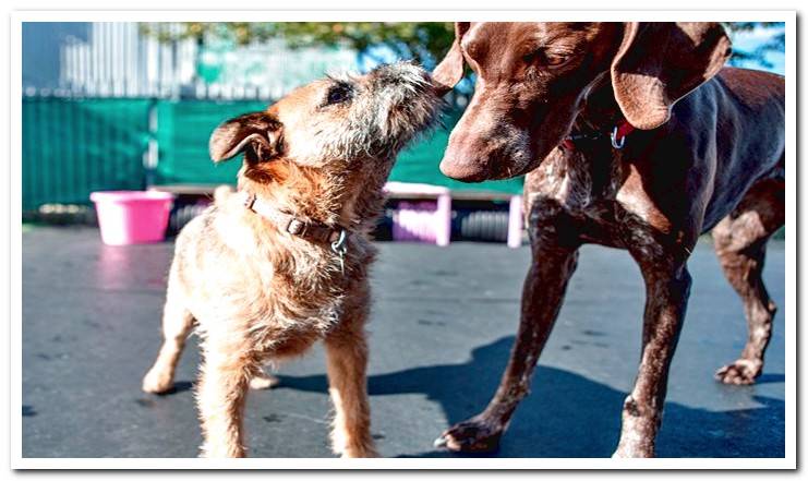 dogs meeting