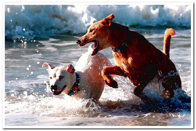dogs-playing-in-the-water