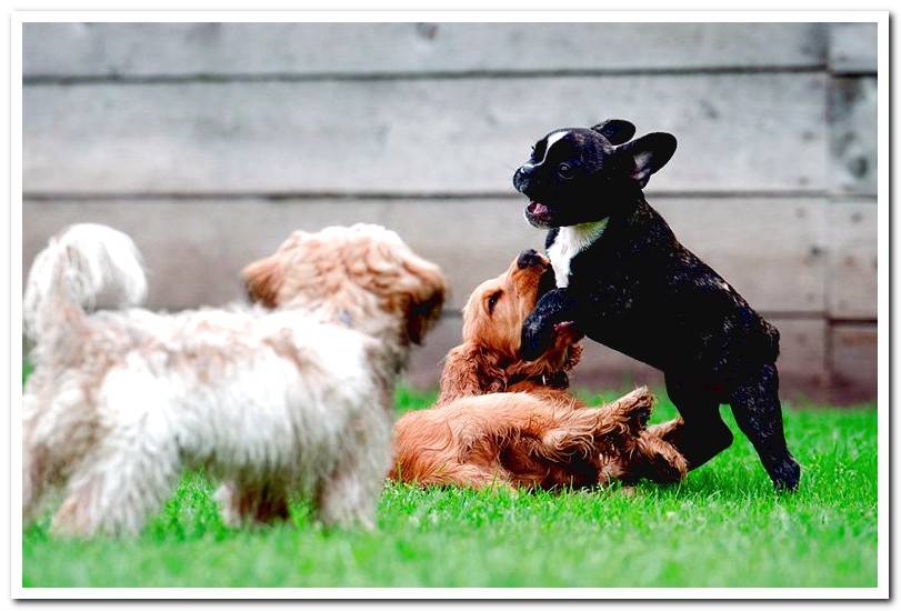 dogs playing