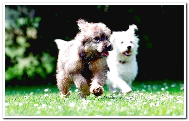dogs-running-on-the-grass