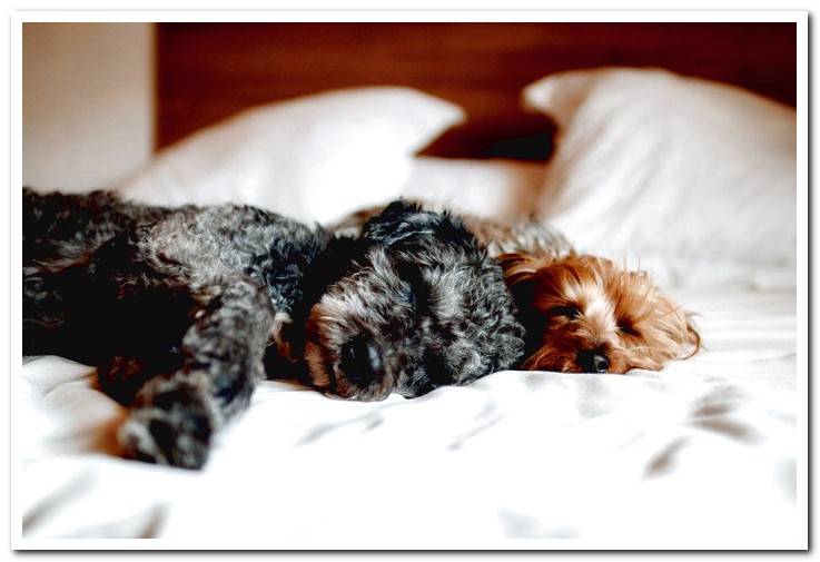 dogs-sleeping-on-a-bed