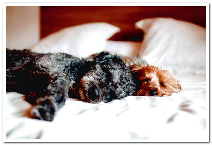 dogs-sleeping-on-the-bed