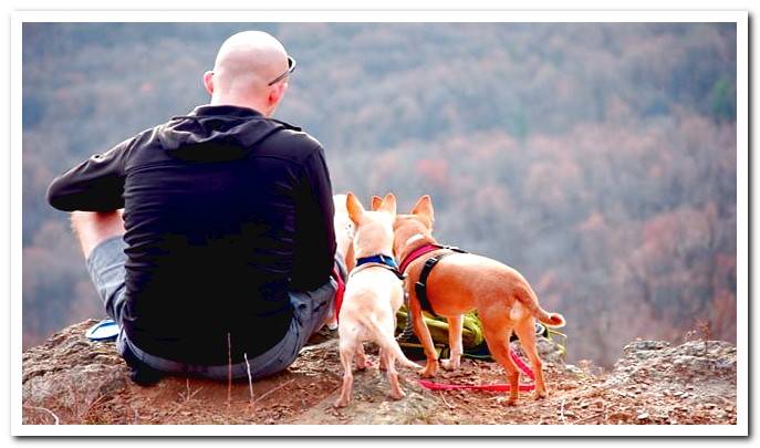 dogs hiking