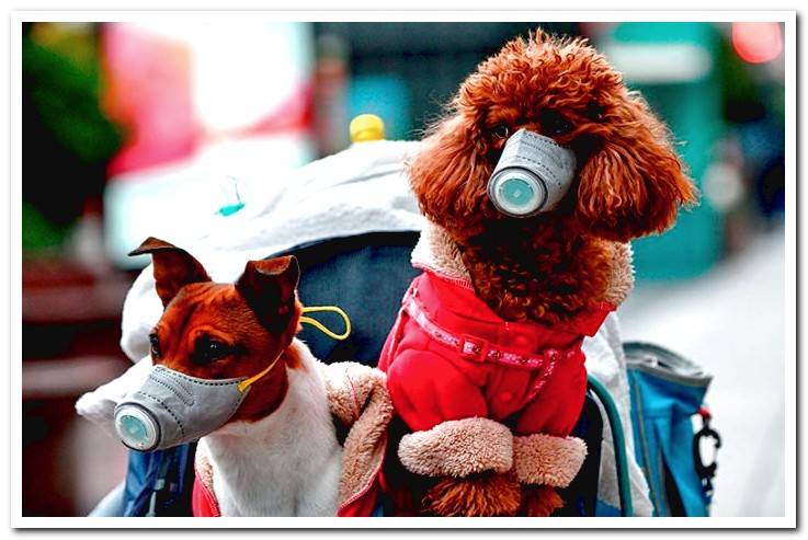 dogs-with-face-mask-against-coronavirus