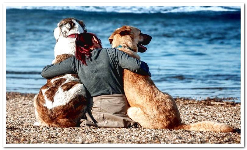 dogs-with-their-owner-on-the-beach