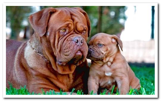 dogue de bordeaux puppy