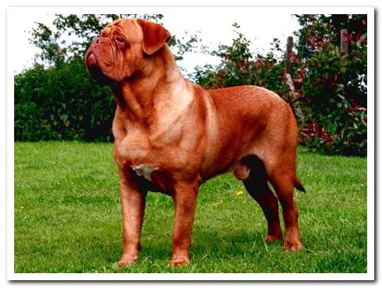 Dogue de Bordeaux