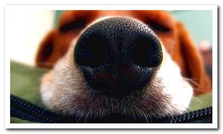 dog with dry nose