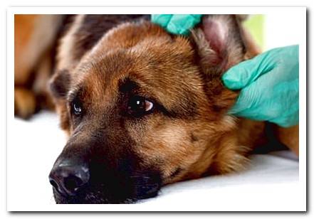 spike stuck in the ear of a dog