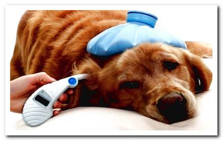 ear thermometer for dogs