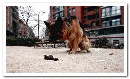 How to prevent a dog from eating poop? Effective solution