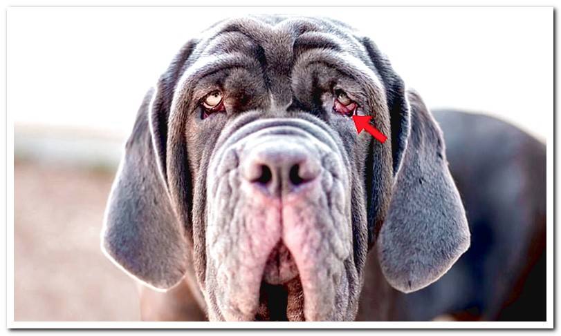 mastiff-with-ectropion-problems