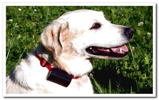 Electric dog collar - how to wear it and which one is better