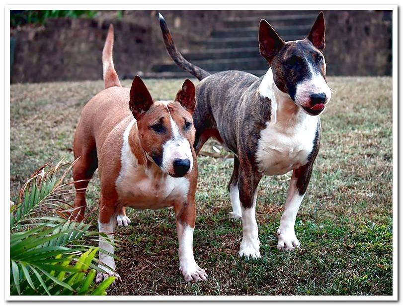 pair-of-dogs-bull-terrier-english