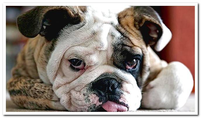 english bulldog dog