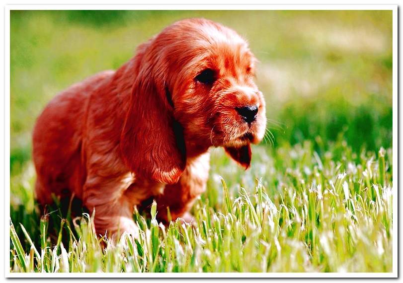 puppy-of-cocker-spaniel-english