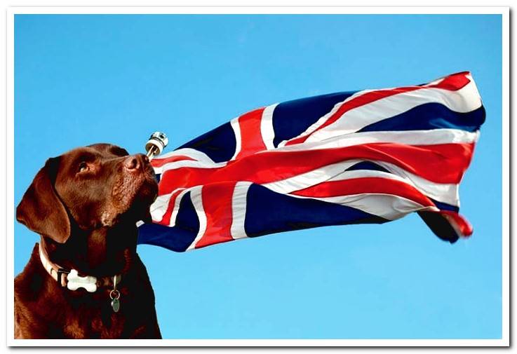 english-flag-with-labrador-retriever