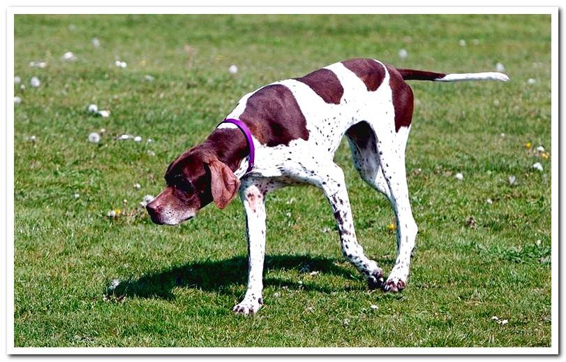 pointer-english-sniffing