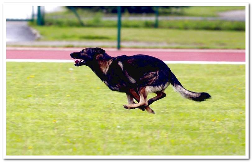 Running dog