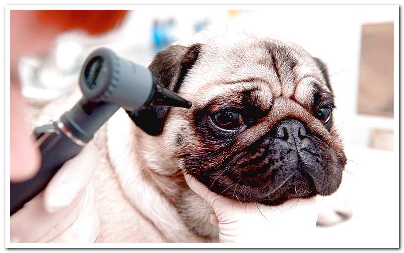 White eyes in dogs | Causes and treatments